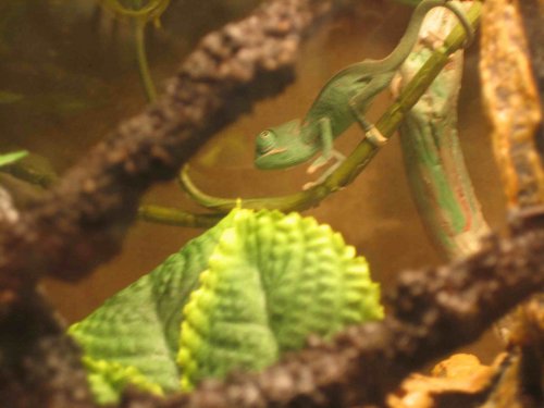 small jade 3.jpg