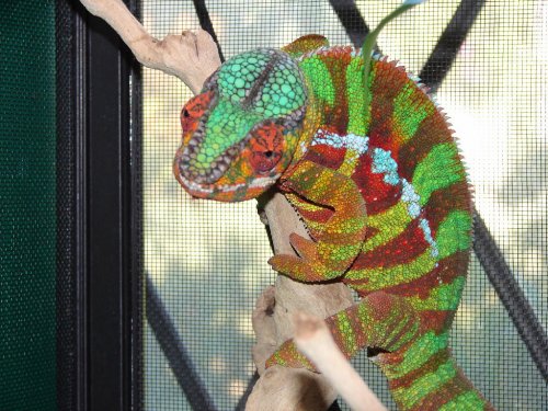 Edwardo1.jpg