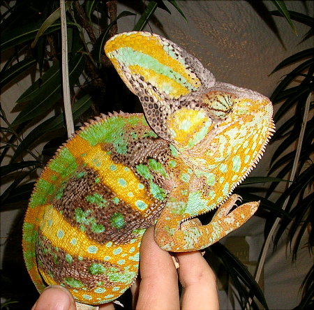 calyptratusmale.jpg