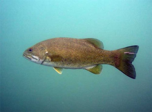 fishfixed.jpg