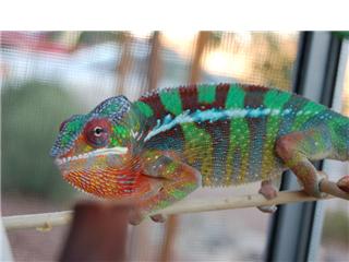 rainbow ambilobe.jpg