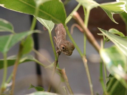 Andapa Hatchling.jpg Andapa Hatchling.jpg