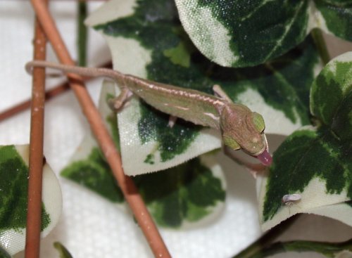 1st baby cham eating.jpg