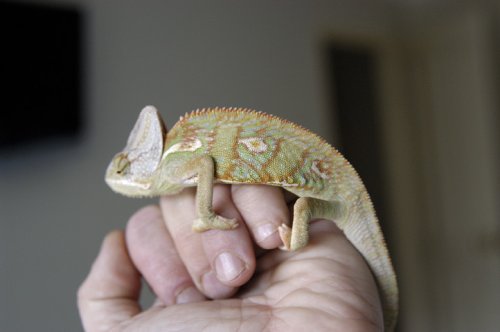 Body colour 6.10.07.jpg