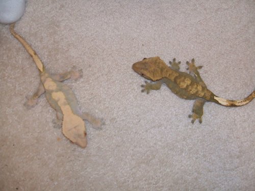 New Crested Geckos.jpg