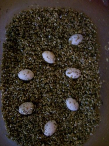 good egg.jpg