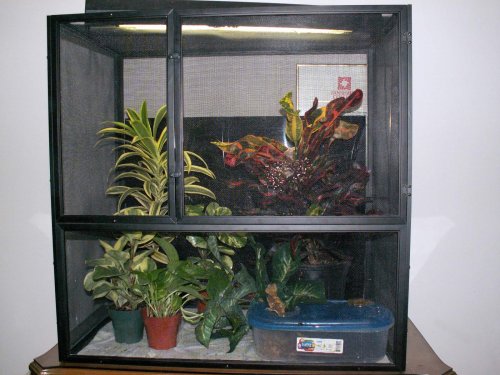 New Crested Gecko Setup Flash - R.jpg