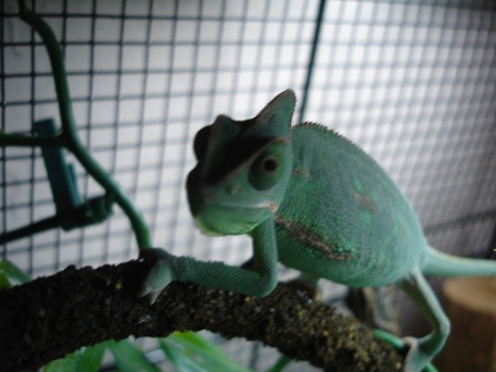 Copy of chameleon 001.jpg