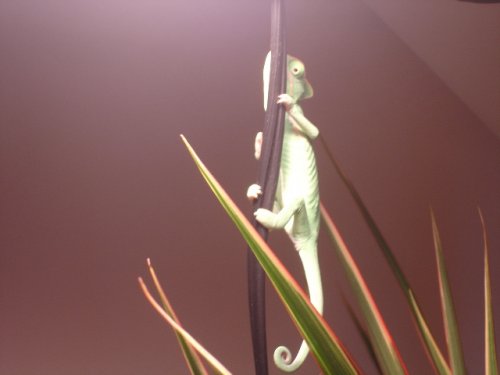 Copy of chameleon 004.jpg