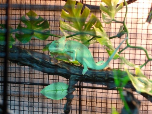 Copy of chameleon 009.jpg