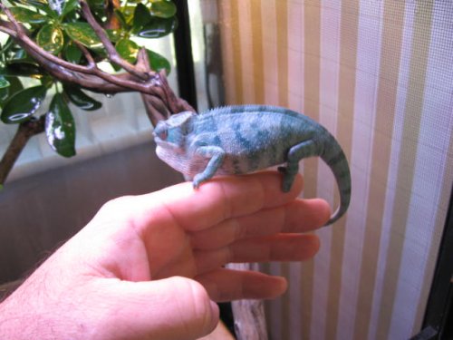 wowwee 004.jpg