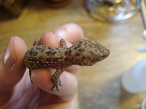 randalls pics 141.jpg