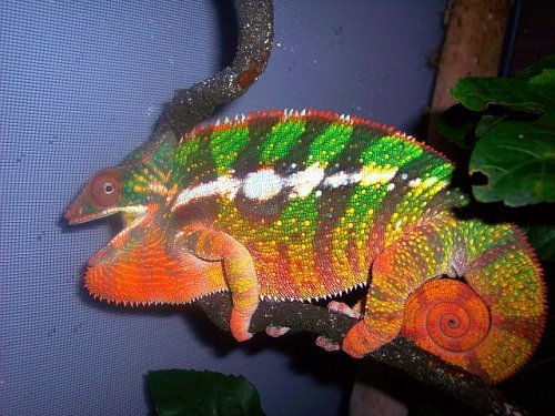 Chameleon Pics 252.jpg