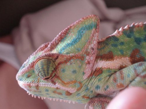 randalls pics 227.jpg