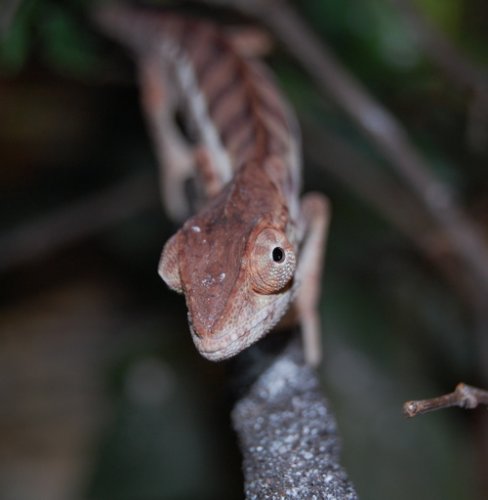 DSC_0087.jpg