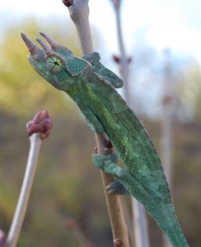 DSC_0053.jpg