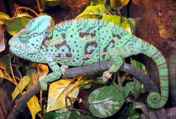 chameleon-0006.jpg
