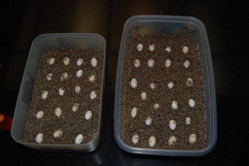 Camille eggs 022.jpg