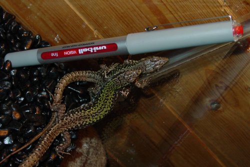 common european wall lizard (2).jpg