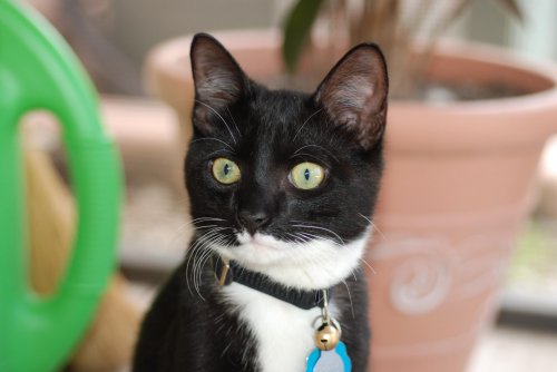 Angie& Trexlers5209 024.jpg