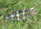 chameleon.JPG