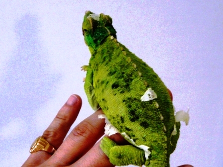 xantho gravid.jpg
