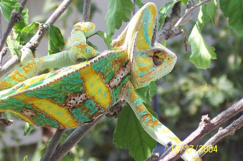 Bella and Kai pics 015.jpg