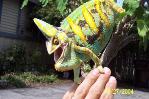 Bella and Kai pics 021.jpg