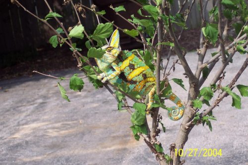 Bella and Kai pics 022.jpg