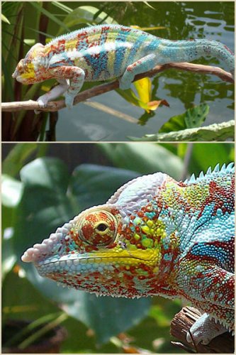 Ambanja sire.jpg