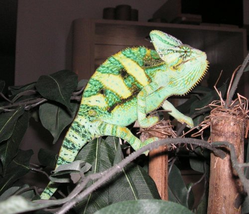 Draco posing on tree.jpg