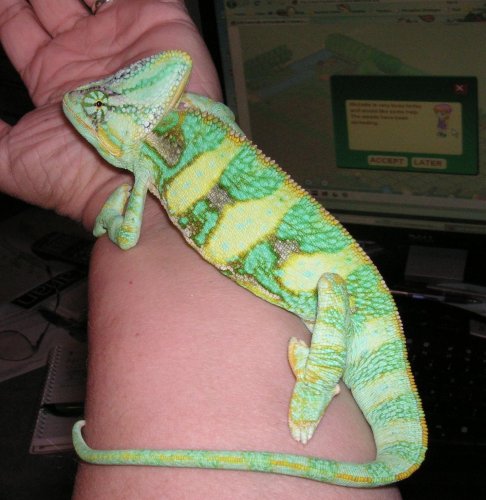 Draco on arm.jpg