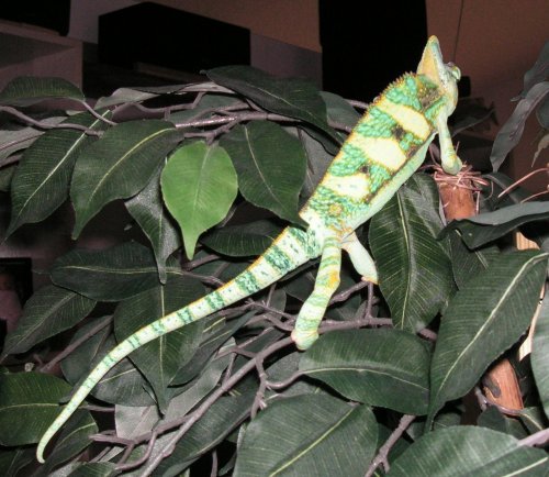 Draco full length.jpg