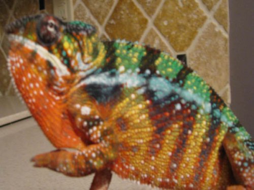 ambilobe2forsale.jpg