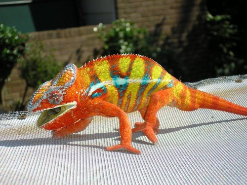 ambilobe panther chameleon 002.jpg