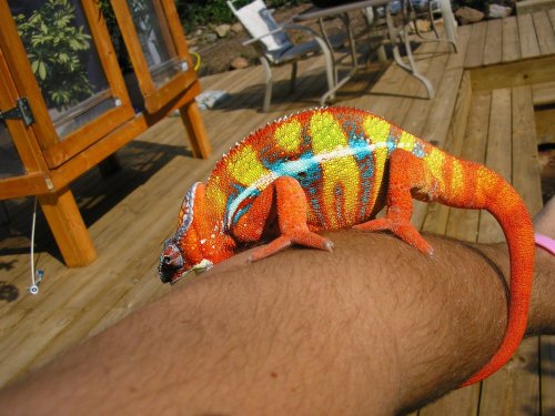 ambilobe panther chameleon 009.jpg