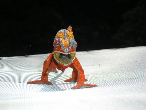 ambilobe panther chameleon 001.jpg