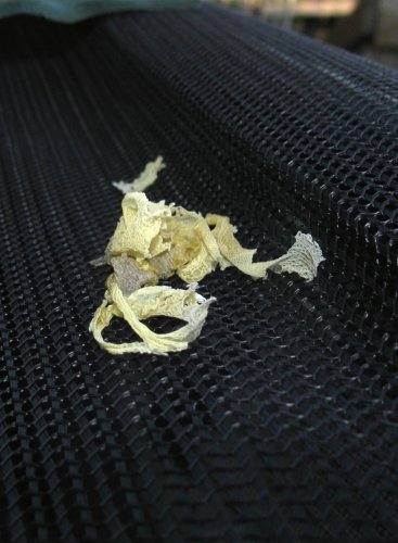 Shed 005.jpg Shed 005.jpg
