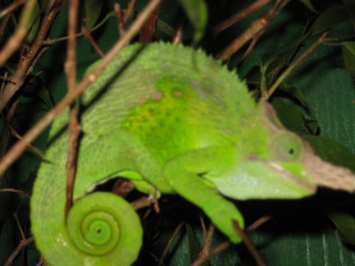 Chameleons Sept 1st 007.jpg