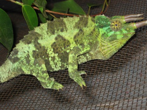 Chameleons 009.jpg