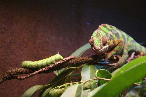 urlich wont eat the worm.jpg
