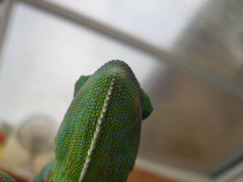 Gular.jpg