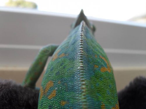 Spine.jpg