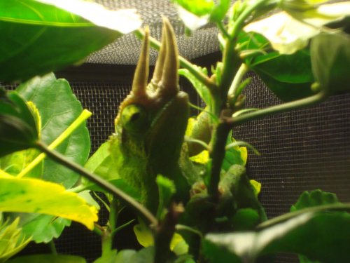 MR Lizard Misc 017.jpg