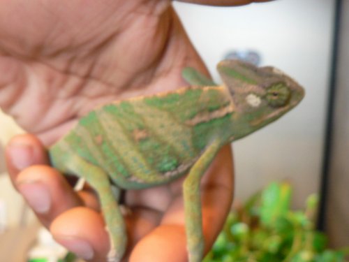 chameleon 005.jpg