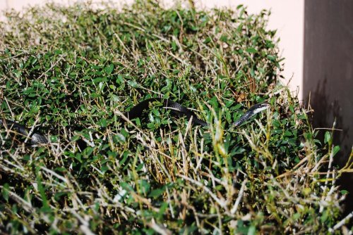 snake 008.jpg