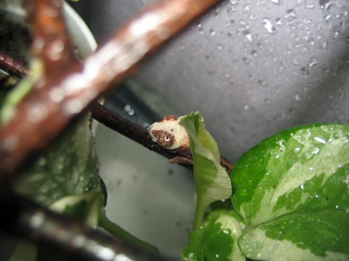 captain underpants.jpg