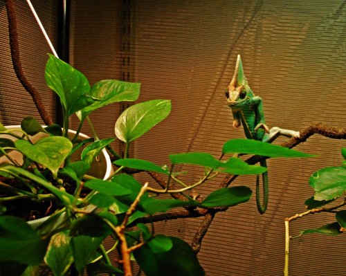 Kameleonterna 011crop.jpg