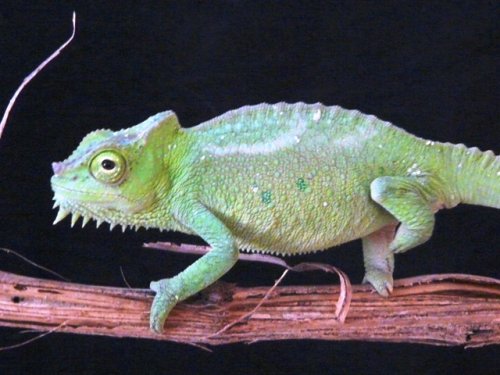 cameleons 004.jpg