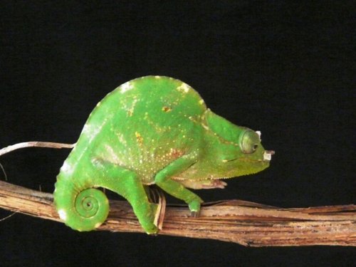 cameleons 006.jpg